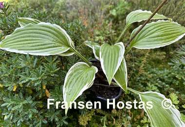 Hosta Louie Louie